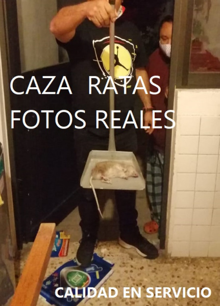 EXTERMINAR RATAS EN IZTAPALAPA