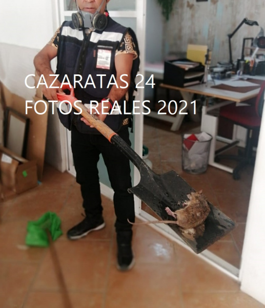 FUMIGACION DE RATAS 2021