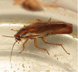 CUCARACHA ALEMANA